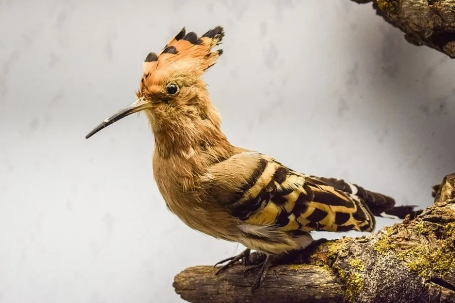 Biologiska Museet