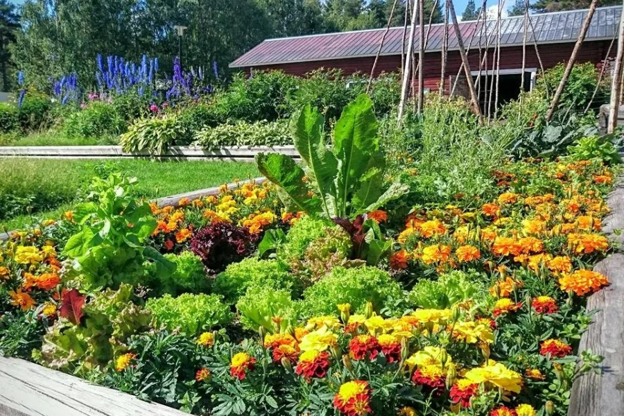 Lapplands Kulturbotaniska Trädgård