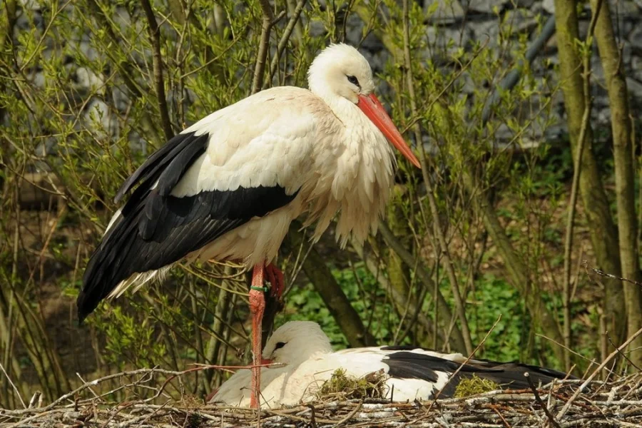 Storkcenter