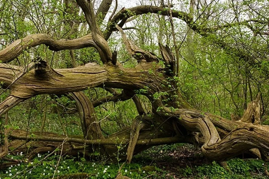 Dalby Söderskog Nationalpark