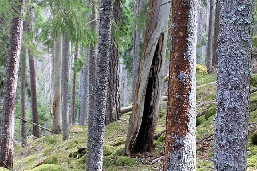 Norra Kvills Nationalpark