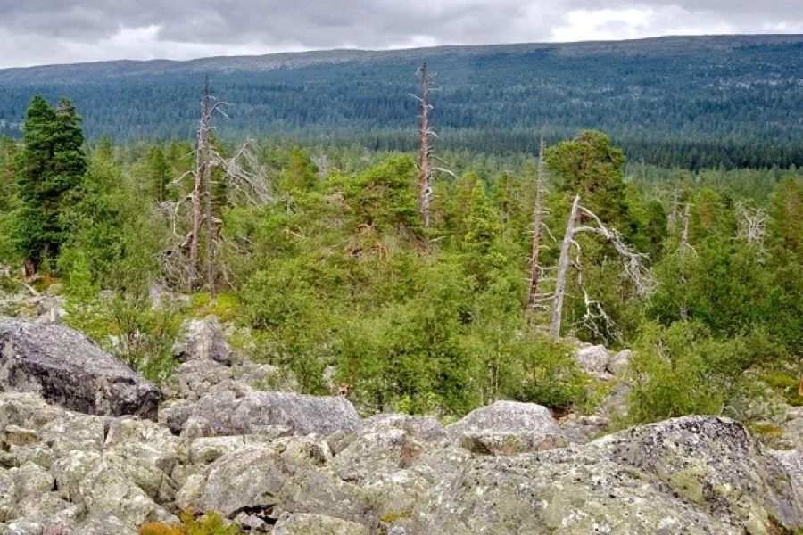 Töfsingdalens Nationalpark