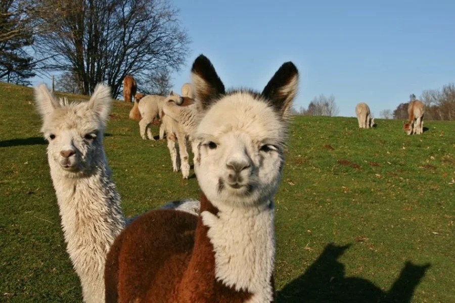 Alpacka Ekofarm Hultet
