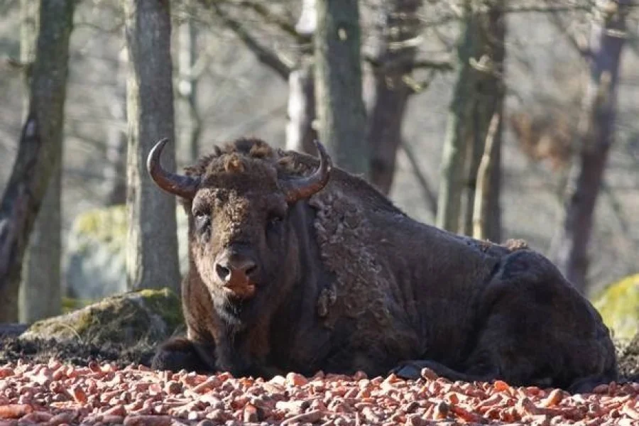 Eriksberg Hotel & Nature Reserve