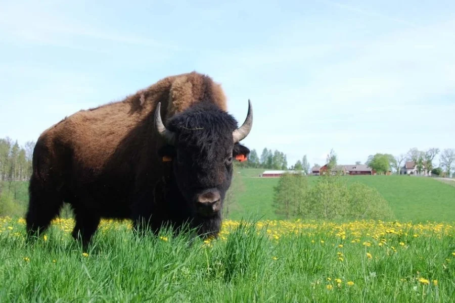GateBison