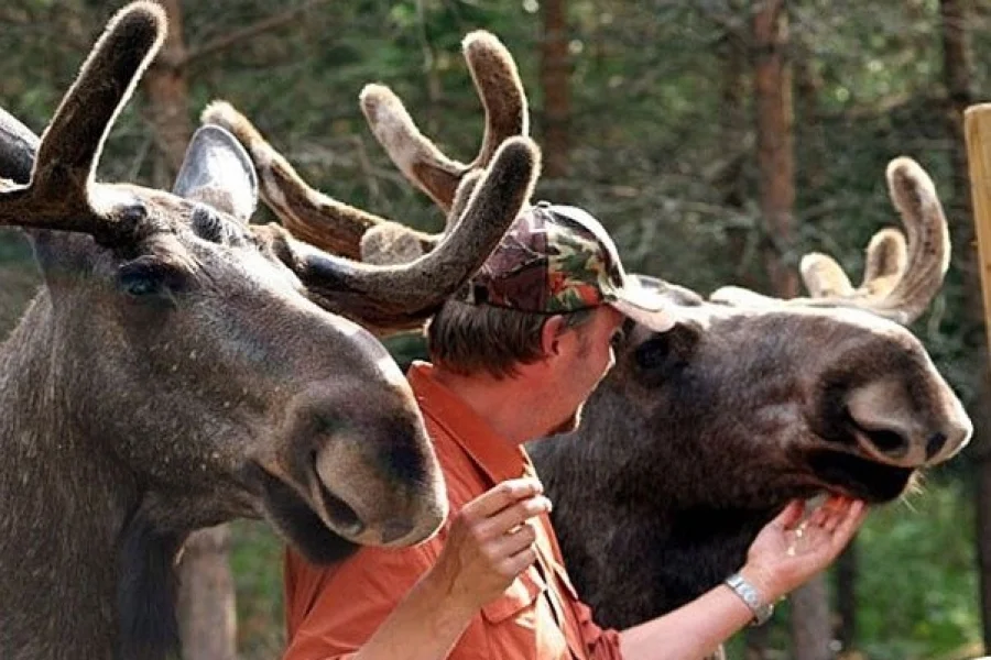 Dalslands Moose Ranch