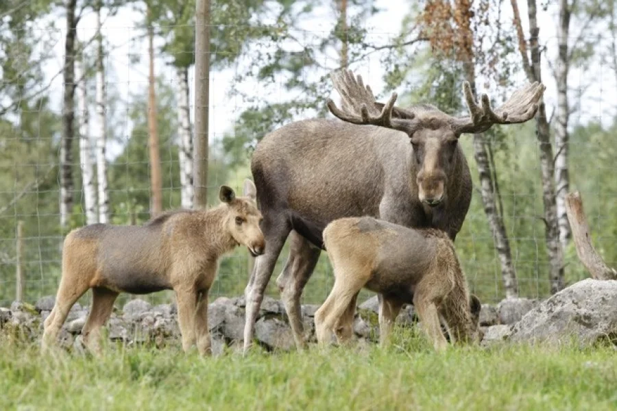 Elinge Älgpark