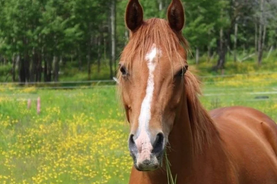 Lysekils Natural Horsemanship Center