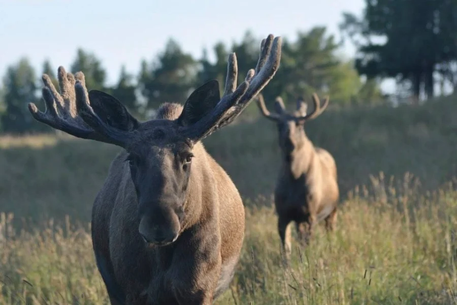 Moose Garden