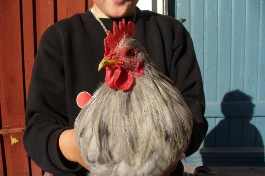 Skogsgläntans 4H-Gård