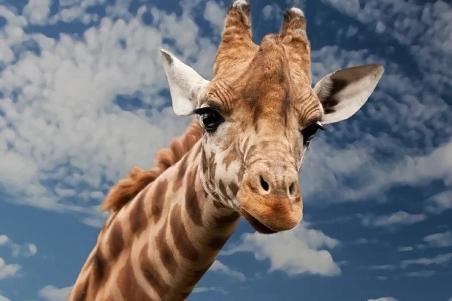 Afrikaparken