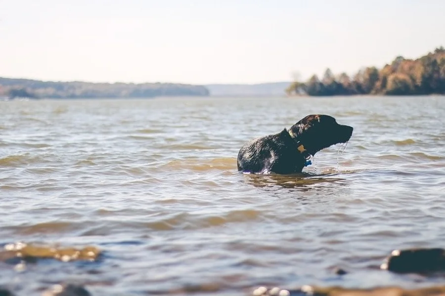 Tjurlångens hundbad