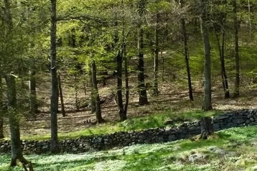 Åkulla Bokskogar