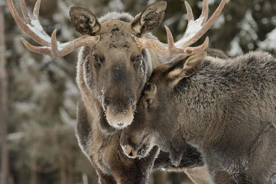 Värmlands Moose Park