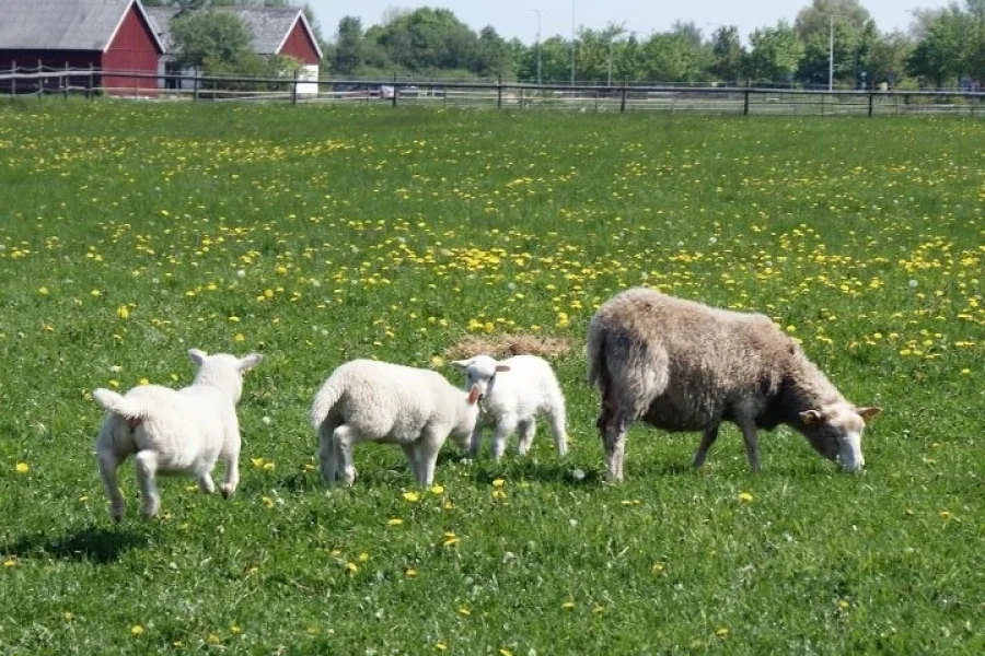 Östra Torns 4H-Gård
