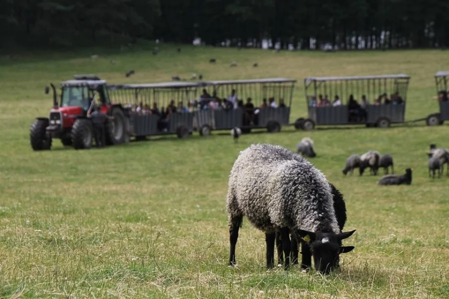 Öströö Fårfarm