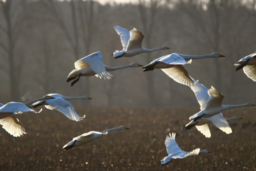 Tysslingens Naturcenter
