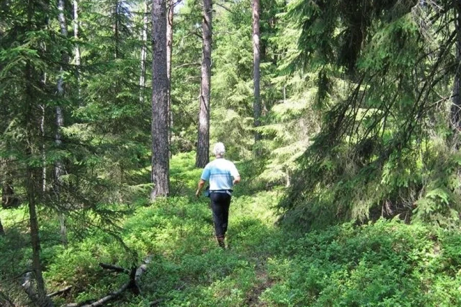 Verleskogen