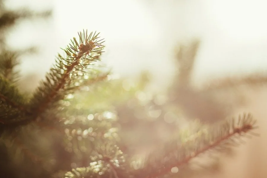 Julmarknader i Jämtland