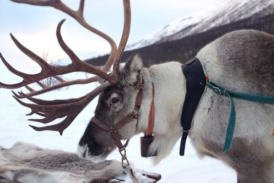 Ny temapark ska göra samisk kultur tillgänglig