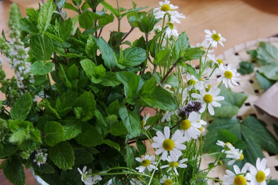 Workshop: Make your own Herbal Remedies