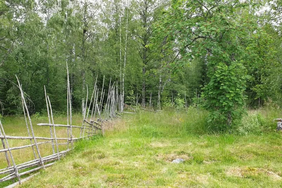 Bli en skogsdetektiv och lägg historiska pussel