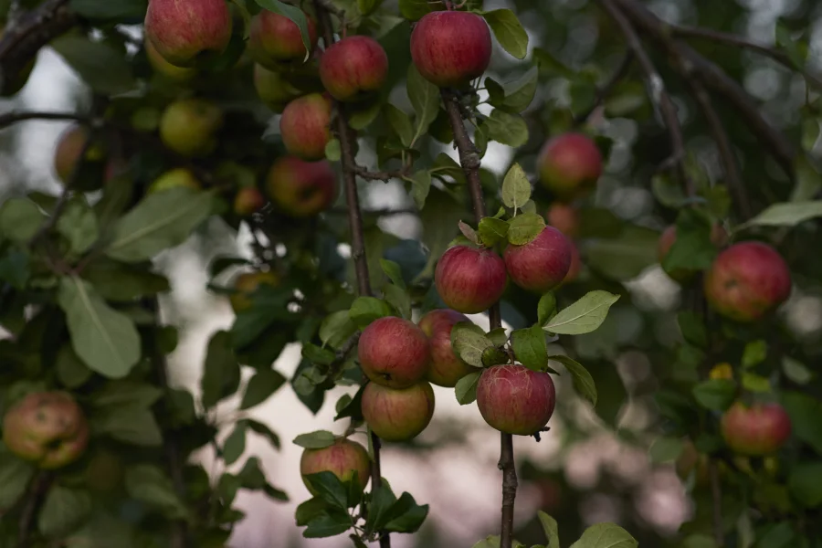 Isciderprovning Brännland Iscider