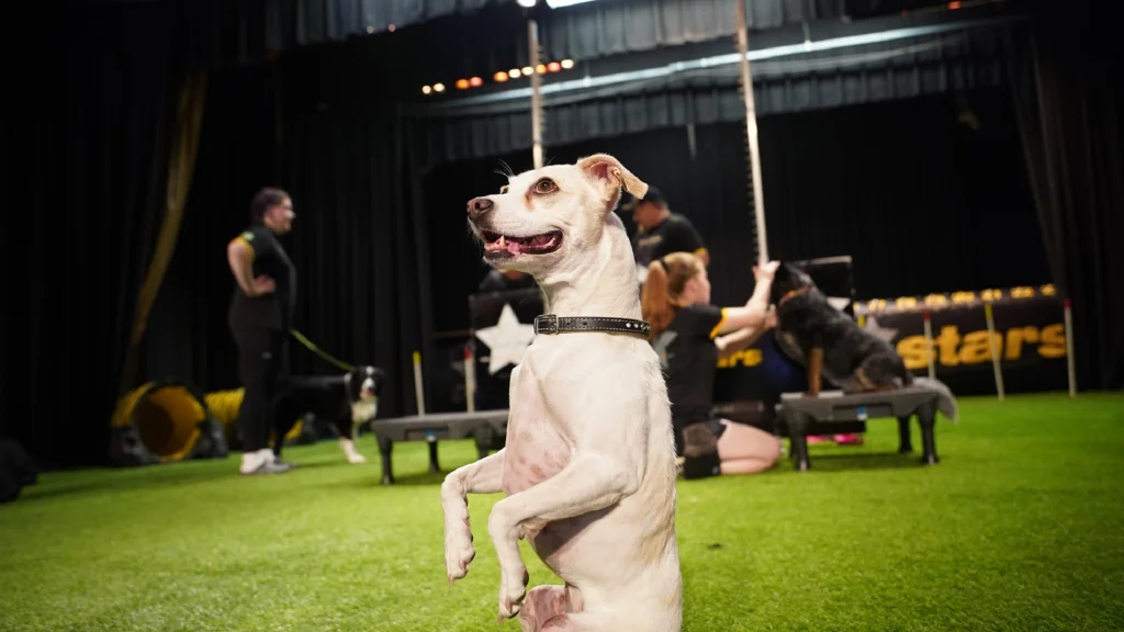 The Canine Stars – hundarnas stuntshow