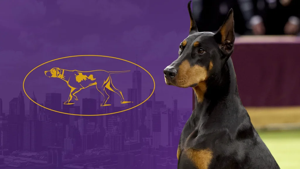 151:a Westminster Kennel Club Dog Show – reserverat pass för två kvällar