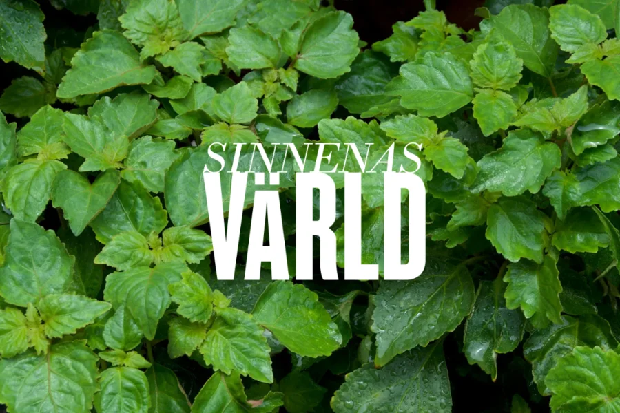 Med doft av patchouli