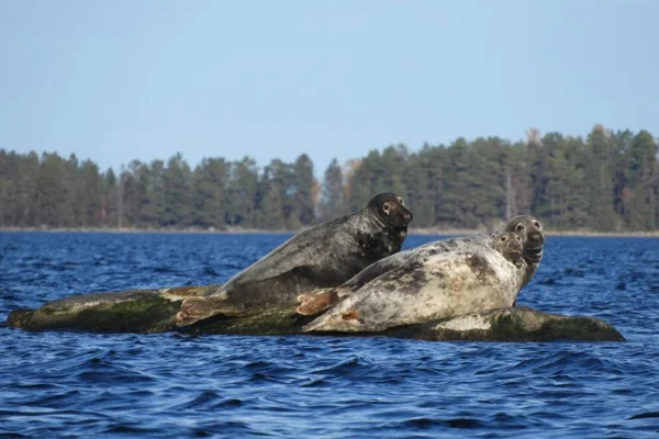 Skärgårdssafari