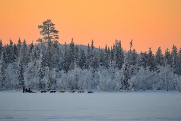 Sunrise Zen Husky Tour (10:00 till 13:00 - sitter på släden)