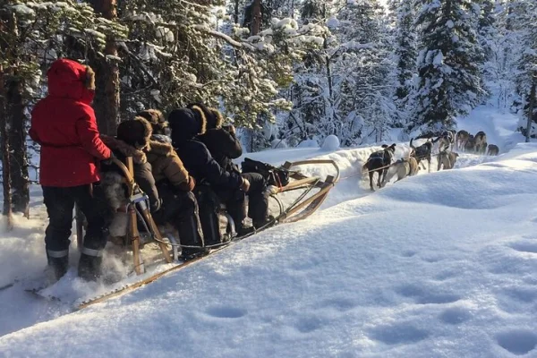 Hundspann åker genom en skog med huskies bort från folkmassorna