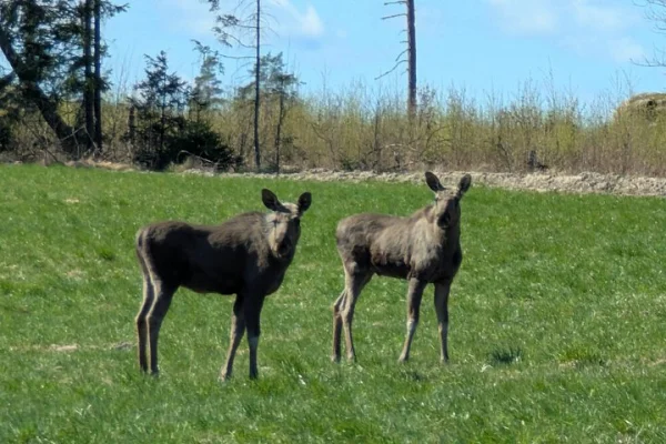 Kvällssafari med lägereldsmiddag från Stockholm