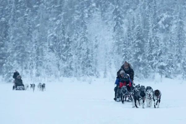 Arctic Afternoon Eco Experience (14:00-17:00- kör släden)