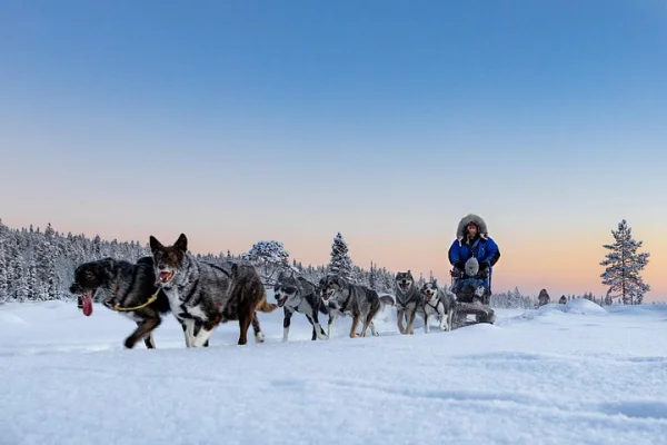 Vackra kraftfulla huskies i Lappland