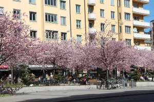 Stockholm Private Tour with a Local: Hip & Bohemian Södermalm 3h