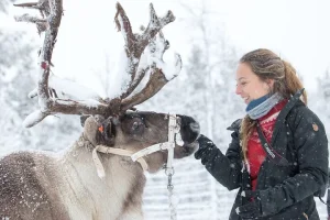 Besök samer och renar i en dagstur från Abisko