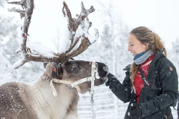 Besök samer och renar i en dagstur från Abisko