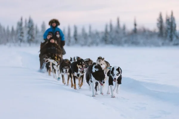 Hundspannsutflykt till Kiruna