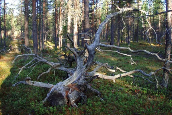 Upptäck Kirunas vildmark: En guidad skogsvandring