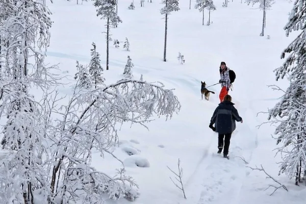 Husky Vandring, Snöskovandring med huskies