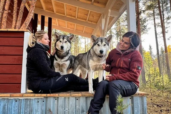 Möte och hälsning på Alaskan Malamute Ranch