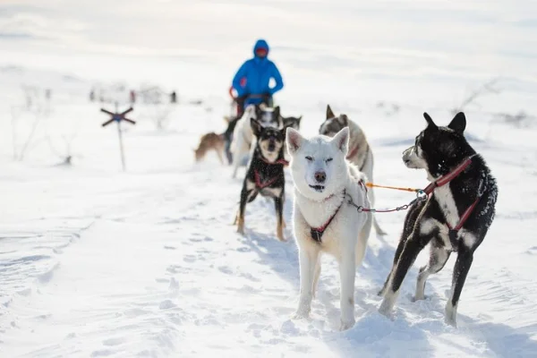Hundspann i Fulufjällets nationalpark