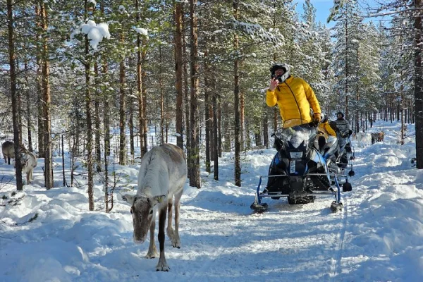 Hitta renar längs vägen