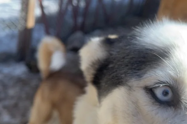 Huskies Experience och Svenska Fika