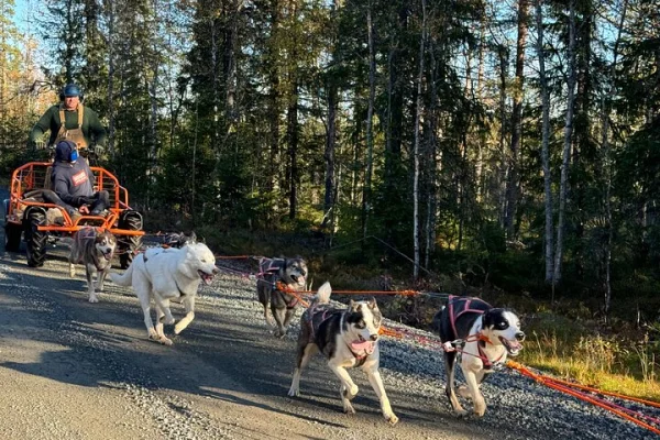 Dogcart - husky upplevelse Sälen