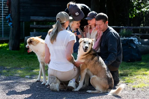 Husky mys på Fjälläventyr Hundpark - entrébiljett