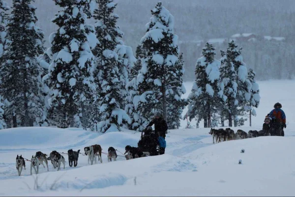 Kiruna: Morgonåkning med Husky-släde och kaffepaus