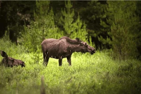 Från Stockholm: Älg- och viltsafari med middag vid lägereld